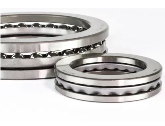 Grapodina Grande Cincada