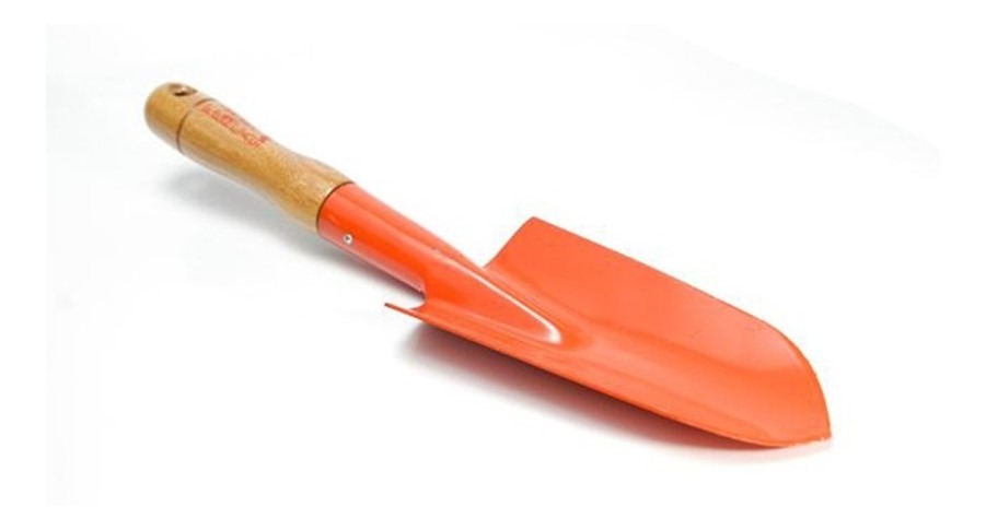 Palita P/Transplante