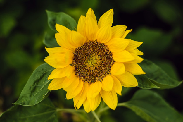 Semillas Flores Girasol  Gigante 50 Semillas X Sobre