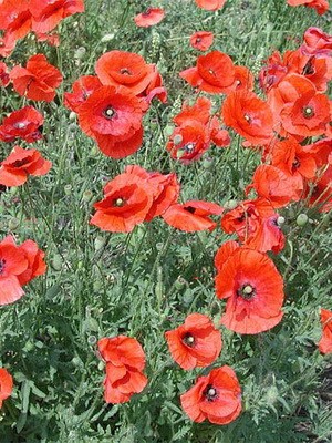 Semillas Flores Amapola Petalos De Seda  X Sobre