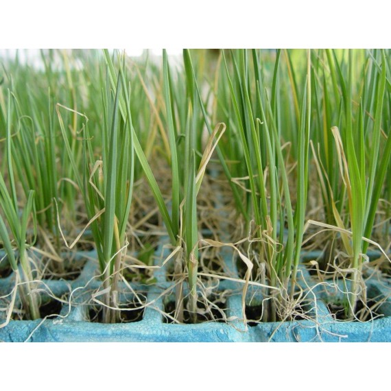 Semillas Huerta Puerro 80 Semillas X Sobre