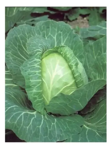 Semillas Huerta Repollo  200 Semillas X Sobre