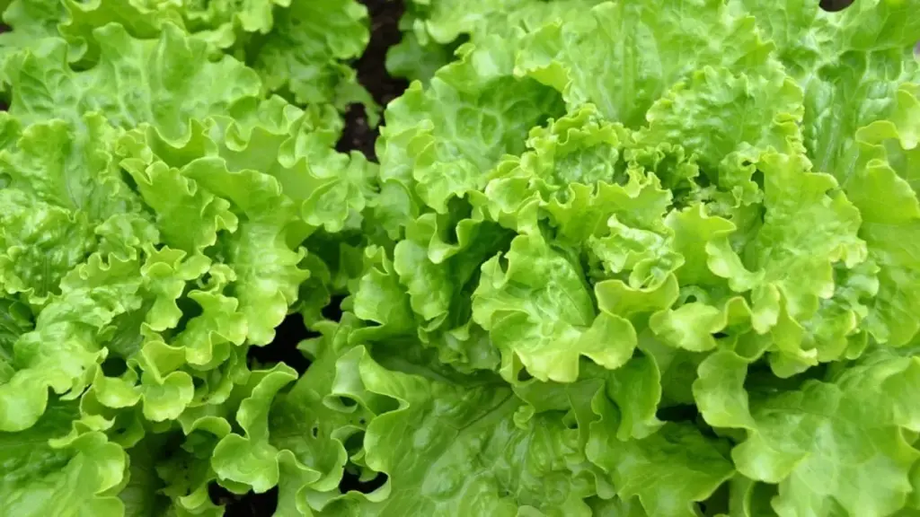 Semillas Huerta Lechuga Batavia 200 Semillas X Sobre