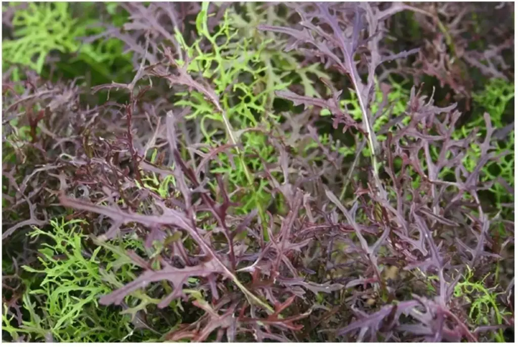 Semillas Huerta Mizuna Morada 80 Semillas X Sobre