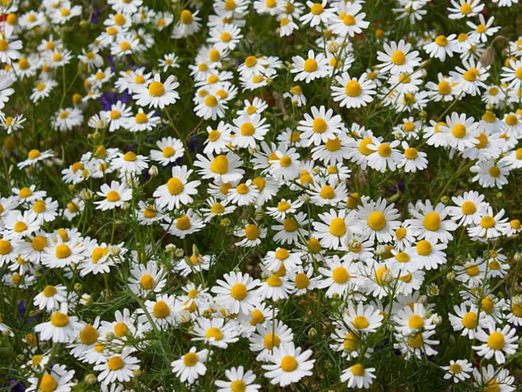 Semillas Flores Manzanilla 80 Semillas X Sobre