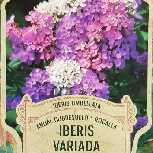 Semillas Flores Iberis Variada 80 Semillas  X Sobre