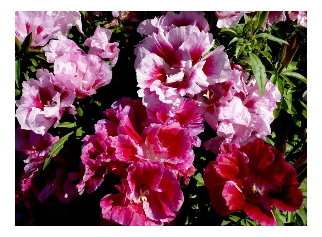 Semillas Flores Godetia Doble 100 Semillas  X Sobre