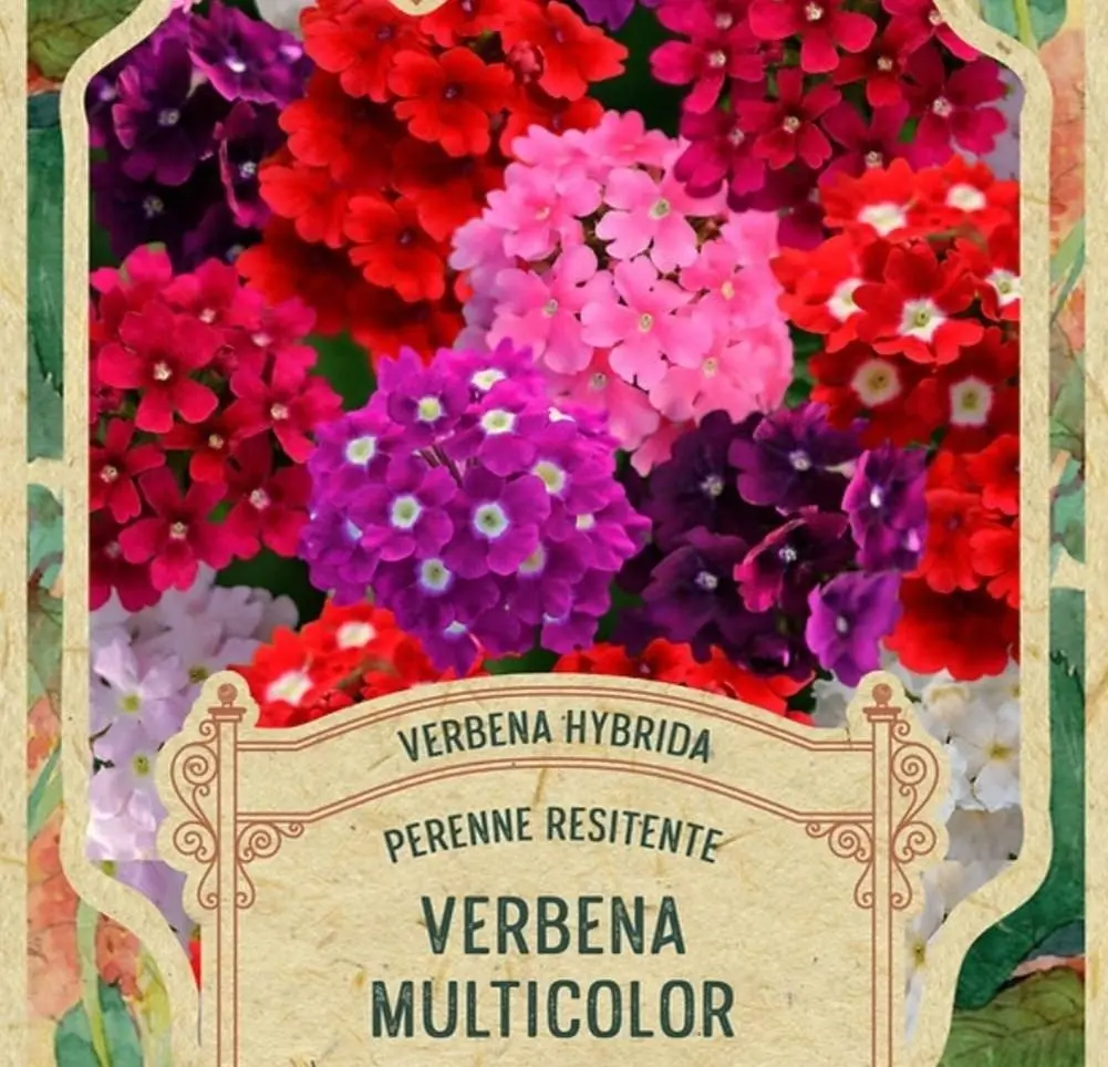 Semillas Flores Verbenna Multicolor 30 Semillas X Sobre