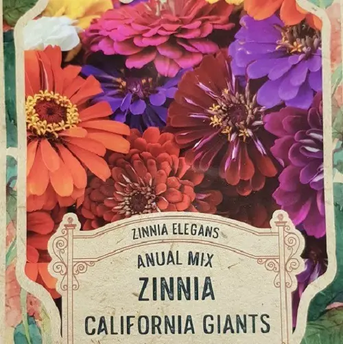 Semillas Flores Zinnia California 50 Semillas X Sobre