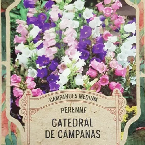 Semillas Flores Catedral De Campanas 80 Semillas X Sobre